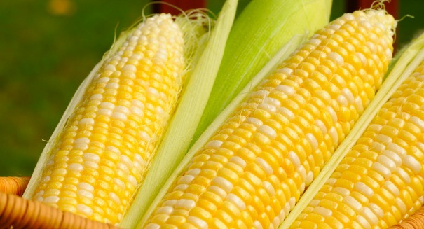 climate-crops