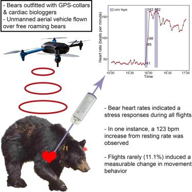 Bears get stressed out by drones 2