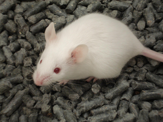 Mice Experiment Could Lead to Prolonging Human Lifespans