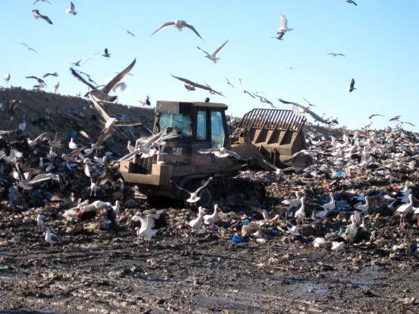 European storks are modifying their natural behavior