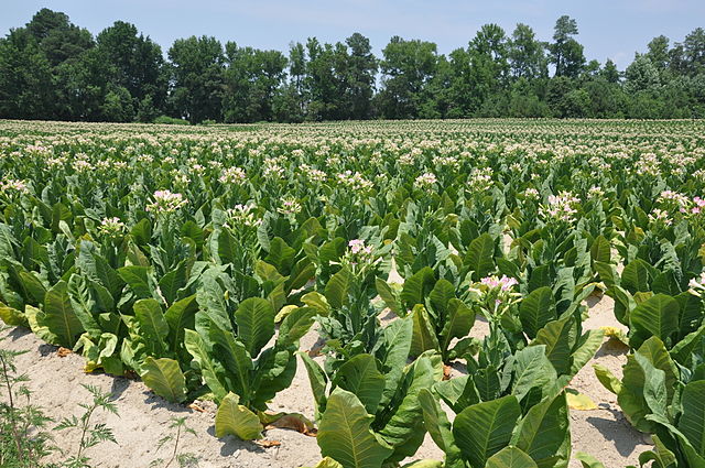 "Tobacco plants on a farm"
