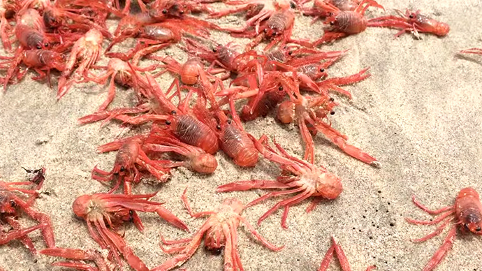 red crabs