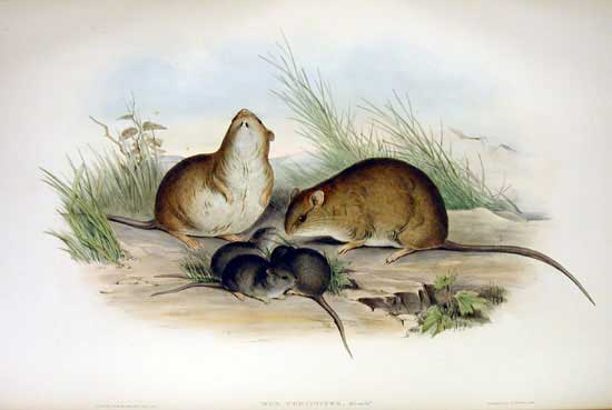 drawing of Bramble Cray melomys