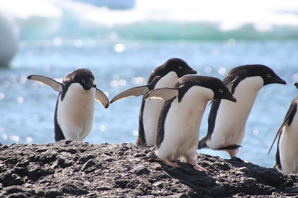 adelie penguins