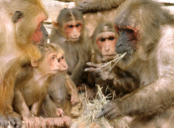 Barbary macaques