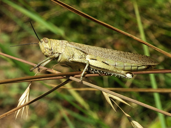 cyborg locust sitting on a branch 