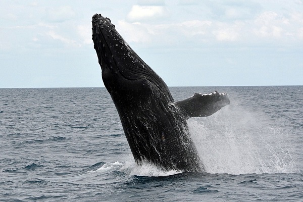 humpback whale
