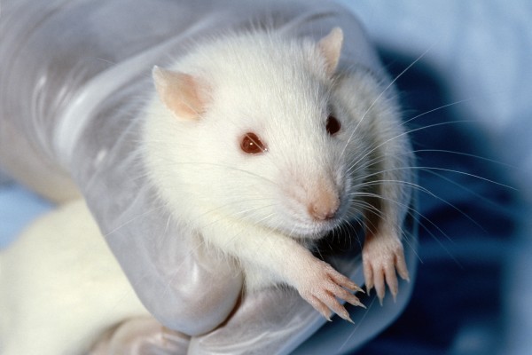 Retinoic acid could help overcome colon cancer.