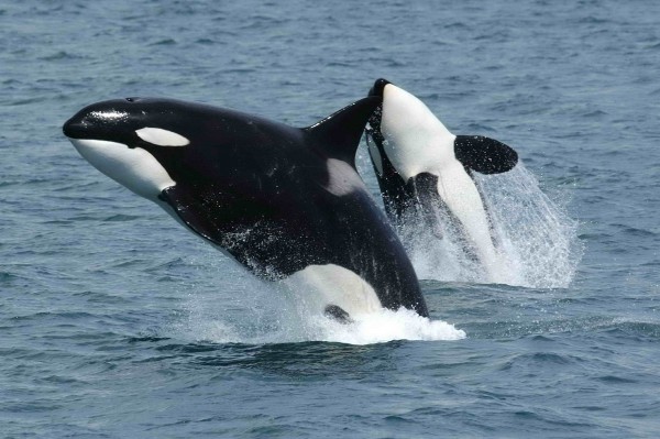 killer whale seen in the Pacific