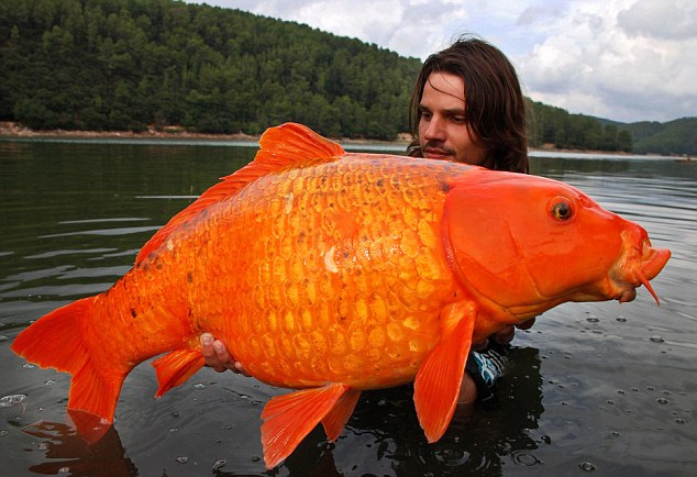 giant goldfish 