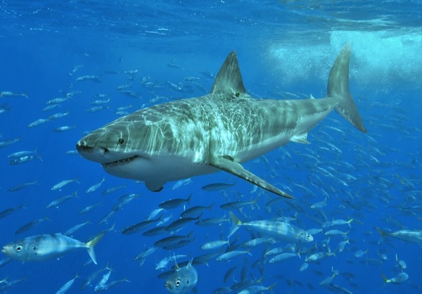 white shark nursery found in the North Atlantic