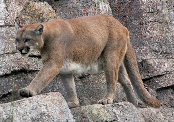mountain lions in LA are facing extinction
