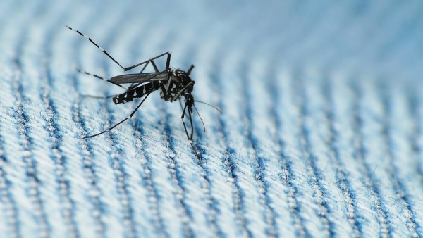 Zika might also spread through sweat