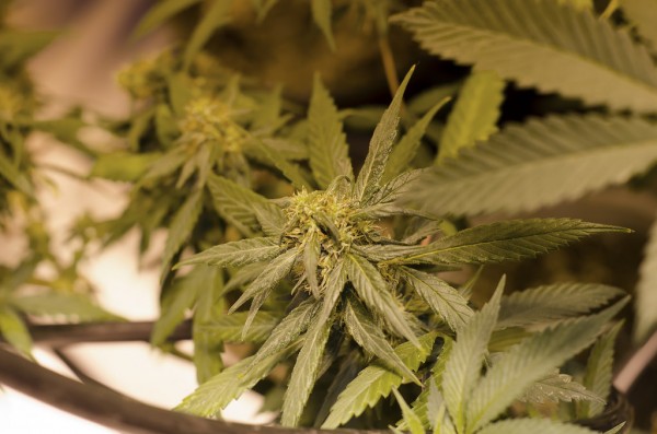 price decreases for legal marijuana in Colorado