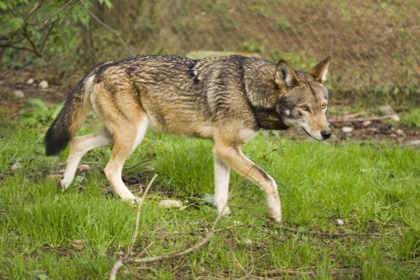 red wolf population is endangered