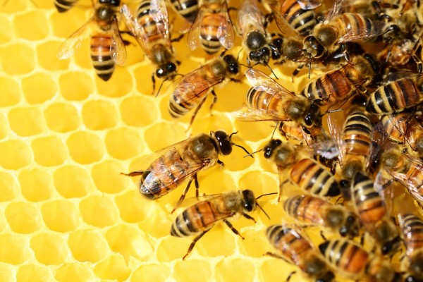 honey production decreased in North Dakota