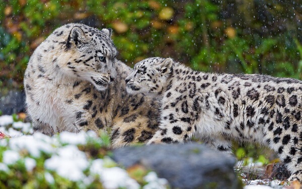 Snow Leopards: mom and cub