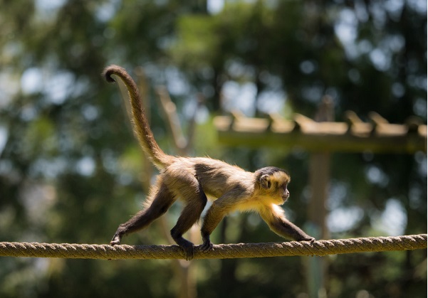 Capuchin monkey on rope
