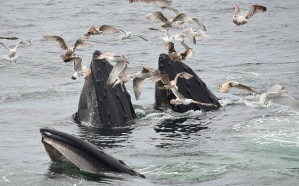 whales hunting at the surface