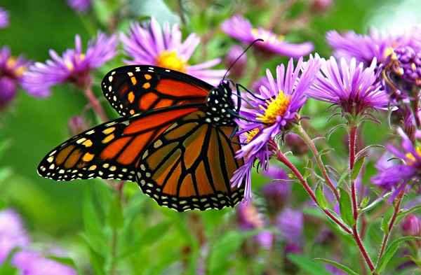 monarch butterflies on flower