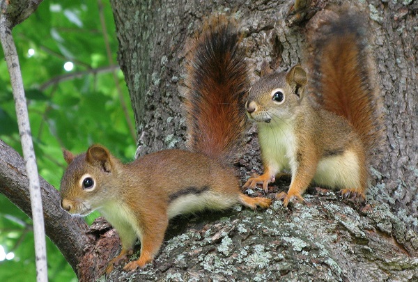 baby red squirrels in tree