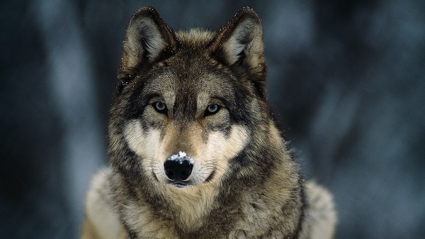 Isle Royale wolf