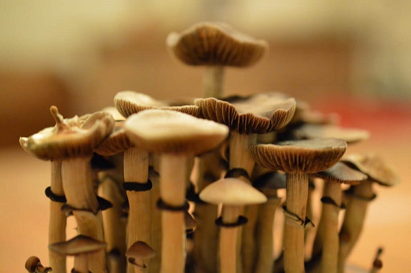 Magic mushrooms in the forest.