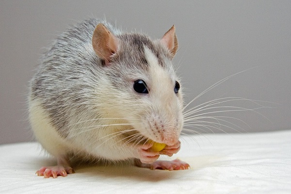 a gray and white rat