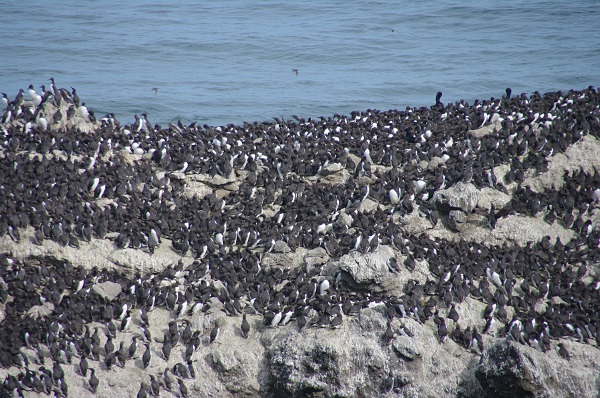 common murres resting on shore