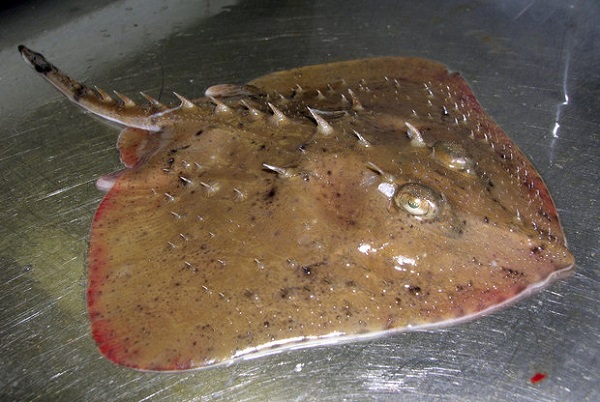 a thorny skate specimen