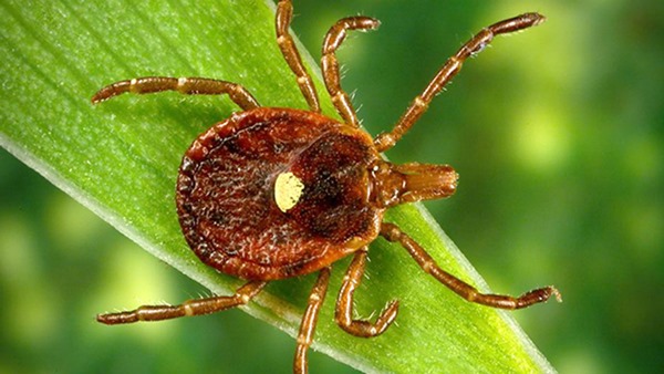 tick bite triggers red meat allergy