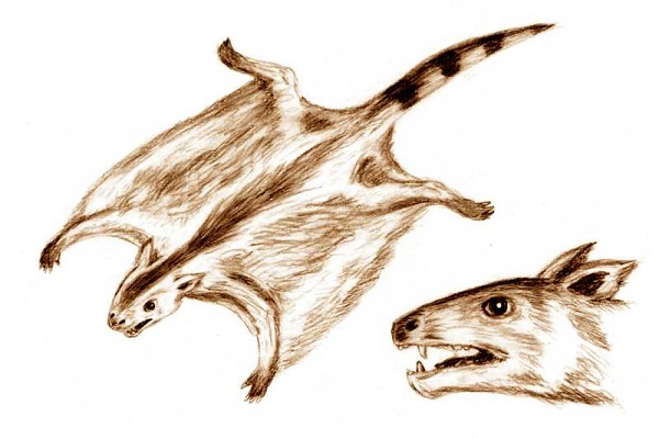 gliding mammals illustration