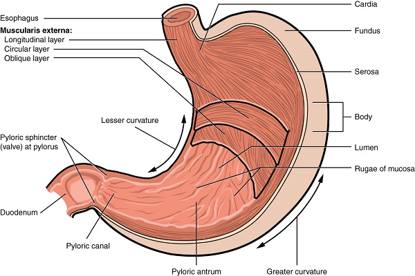 micromotors scheme of the stomach illustrated