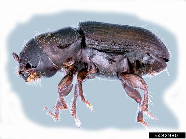 southern pine beetles illustration