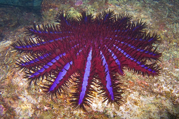 crown of thorns starfish food for giant sea snail