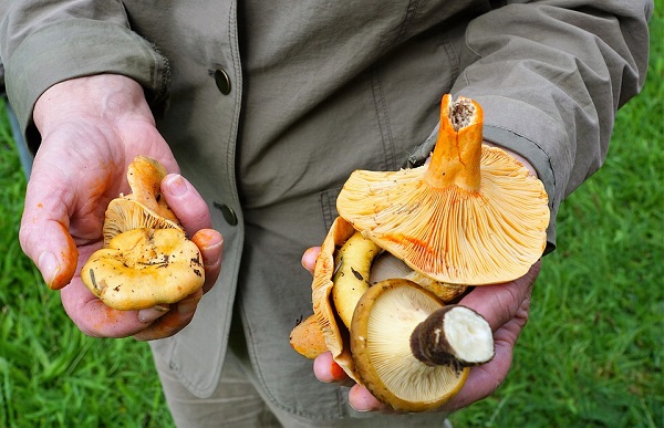 Mushrooms being held by a man