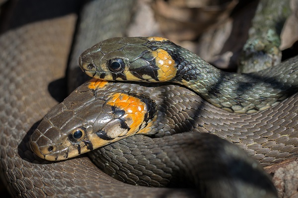 Deadly fungal disease that causes blisters and cracks the skin of snakes has made its way to Europe from the U.S.