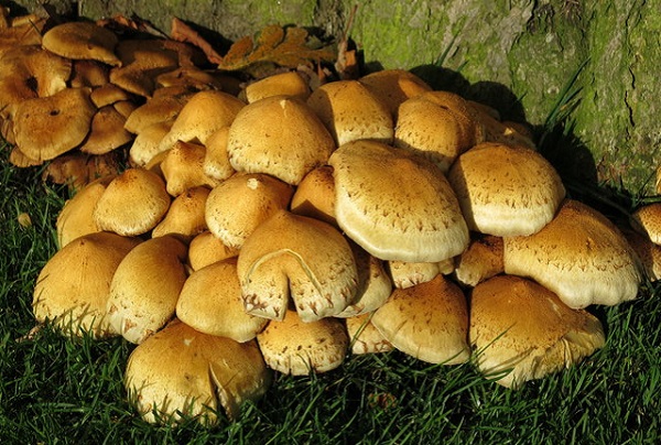 Depression can be treated with magic mushrooms, new research claims.