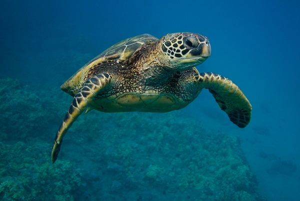 Researchers found that a population of green sea turtles residing in the northern Great Barrier Reef is almost made up entirely by females.